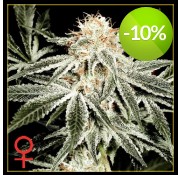Semillas White Widow 